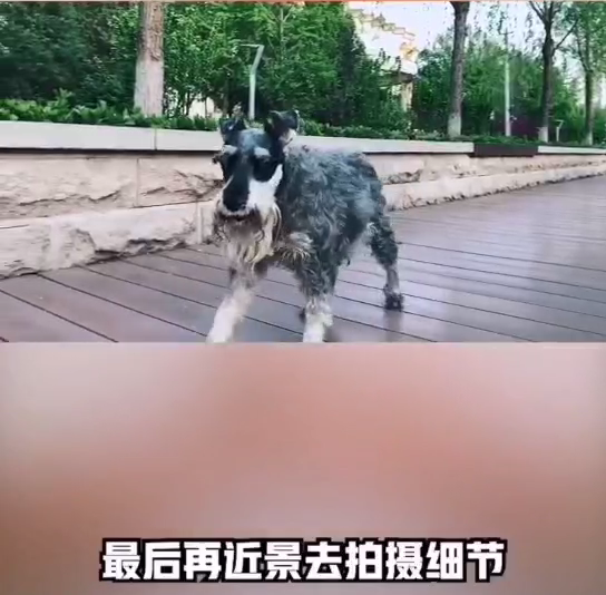提升短视频作品质量,镜头与构图的运用-seo教程,近景去拍摄细节，交代一下静止的,提升短视频作品质量,镜头与构图的运用,第21张