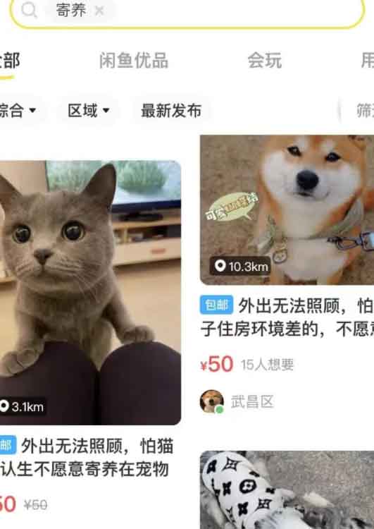 低成本宠物项目，单天利润三五百-小编推荐